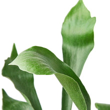 Load image into Gallery viewer, Staghorn Fern