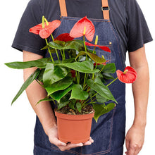 Load image into Gallery viewer, Anthurium 'Red'