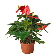 Load image into Gallery viewer, Anthurium 'Red'
