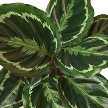 Load image into Gallery viewer, Calathea Roseopicta 'Medallion'
