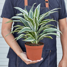 Load image into Gallery viewer, Dracaena 'Warneckii White Jewel'