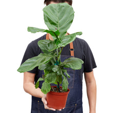 Load image into Gallery viewer, Ficus Lyrata 'Fiddle Leaf Fig'