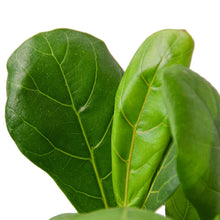 Load image into Gallery viewer, Ficus Lyrata 'Fiddle Leaf Fig'