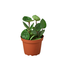 Load image into Gallery viewer, Hoya Carnosa 'Chelsea'