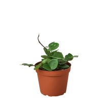 Load image into Gallery viewer, Hoya Carnosa 'Chelsea'