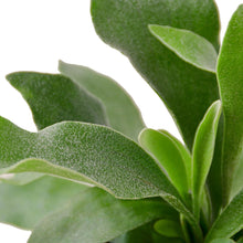 Load image into Gallery viewer, Staghorn Fern