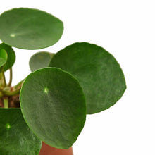 Load image into Gallery viewer, Pilea Peperomioides 'Chinese Money'