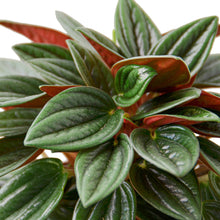 Load image into Gallery viewer, Peperomia Rosso