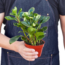 Load image into Gallery viewer, Peperomia 'Marble'