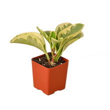 Load image into Gallery viewer, Peperomia 'Marble'