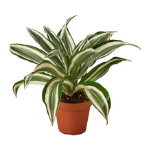 Load image into Gallery viewer, Dracaena 'Warneckii White Jewel'