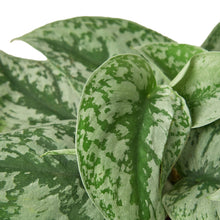 Load image into Gallery viewer, Scindapsus Pictus 'Exotica'