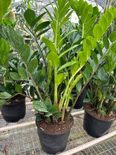 Load image into Gallery viewer, Zamioculcas Zamiifolia ZZ