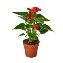 Load image into Gallery viewer, Anthurium 'Red'