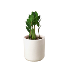 Load image into Gallery viewer, Zamioculcas Zamiifolia ZZ