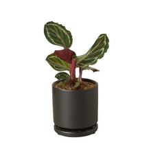 Load image into Gallery viewer, Calathea Roseopicta 'Medallion'