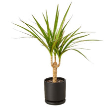 Load image into Gallery viewer, Dracaena Marginata Cane