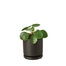 Load image into Gallery viewer, Pilea Peperomioides 'Chinese Money'