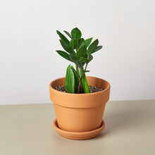 Load image into Gallery viewer, Zamioculcas Zamiifolia ZZ