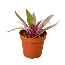 Load image into Gallery viewer, Oyster Plant 'Moses in the Cradle'