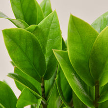 Load image into Gallery viewer, Zamioculcas Zamiifolia ZZ