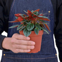Load image into Gallery viewer, Peperomia Rosso