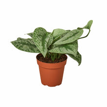 Load image into Gallery viewer, Scindapsus Pictus 'Exotica'