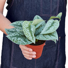Load image into Gallery viewer, Scindapsus Pictus 'Exotica'