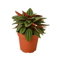 Load image into Gallery viewer, Peperomia Rosso