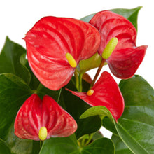 Load image into Gallery viewer, Anthurium 'Red'