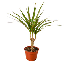 Load image into Gallery viewer, Dracaena Marginata Cane