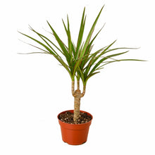 Load image into Gallery viewer, Dracaena Marginata Cane