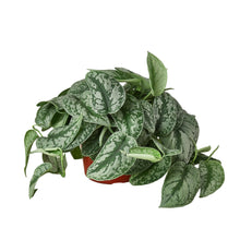 Load image into Gallery viewer, Scindapsus Pictus 'Exotica'