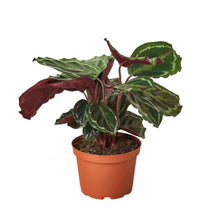 Load image into Gallery viewer, Calathea Roseopicta 'Medallion'
