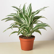 Load image into Gallery viewer, Dracaena 'Warneckii White Jewel'
