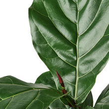 Load image into Gallery viewer, Ficus Lyrata 'Fiddle Leaf Fig'
