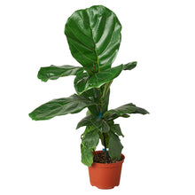 Load image into Gallery viewer, Ficus Lyrata 'Fiddle Leaf Fig'
