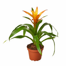 Load image into Gallery viewer, Guzmania Bromeliad 'Orange'
