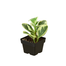 Load image into Gallery viewer, Peperomia 'Marble'
