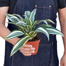 Load image into Gallery viewer, Dracaena 'Warneckii White Jewel'
