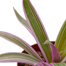Load image into Gallery viewer, Oyster Plant 'Moses in the Cradle'
