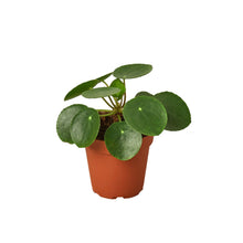 Load image into Gallery viewer, Pilea Peperomioides 'Chinese Money'
