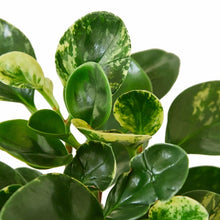 Load image into Gallery viewer, Peperomia 'Marble'
