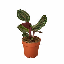 Load image into Gallery viewer, Calathea Roseopicta 'Medallion'
