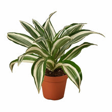 Load image into Gallery viewer, Dracaena 'Warneckii White Jewel'
