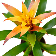 Load image into Gallery viewer, Guzmania Bromeliad 'Orange'
