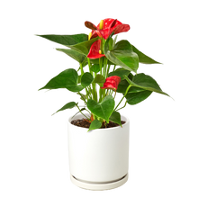 Load image into Gallery viewer, Anthurium 'Red'
