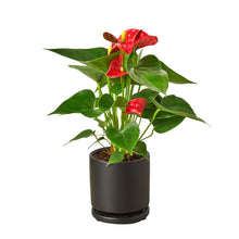 Load image into Gallery viewer, Anthurium 'Red'
