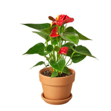 Load image into Gallery viewer, Anthurium 'Red'
