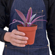 Load image into Gallery viewer, Oyster Plant 'Moses in the Cradle'
